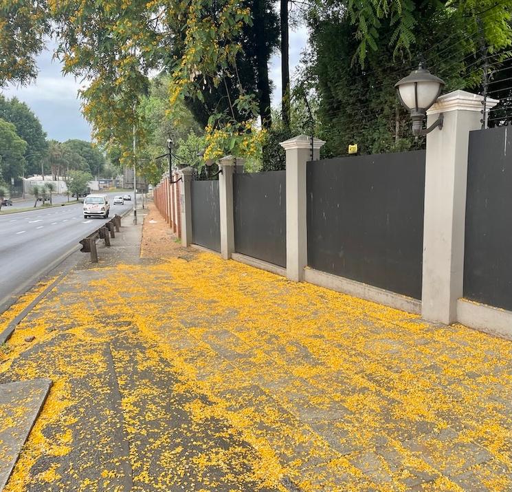 Fleurs jaunes