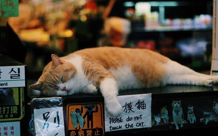 chien et chat hong kong