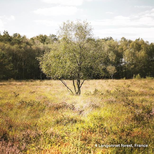 Forêt langonnet investissement Ecotree 