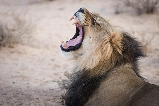 lion, safari, big 5, pilanesberg, madikwe, kruger, hluhluwe-umfolozi, savane