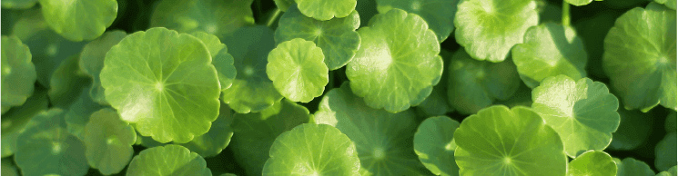 Gotu kola