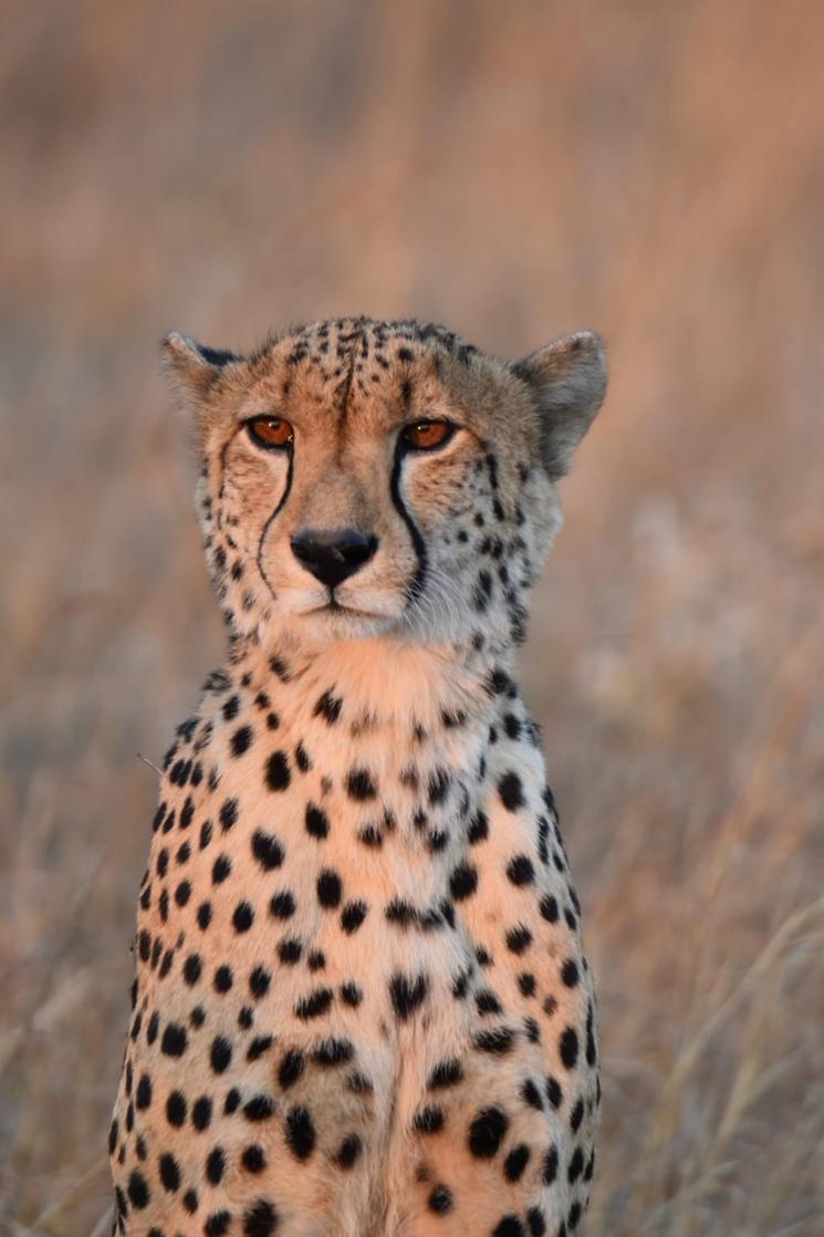 Félins en Afrique du Sud: L Zanino