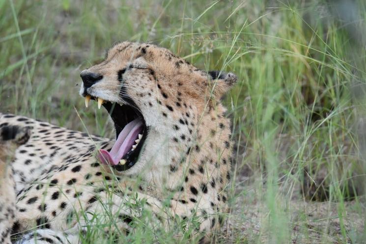 Guépard par Laurence Zanino