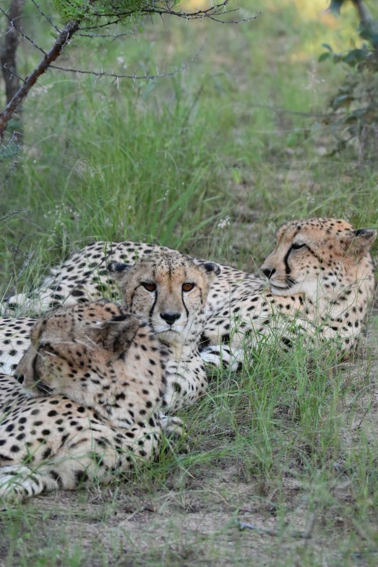 Félins en Afrique du Sud: L Zanino