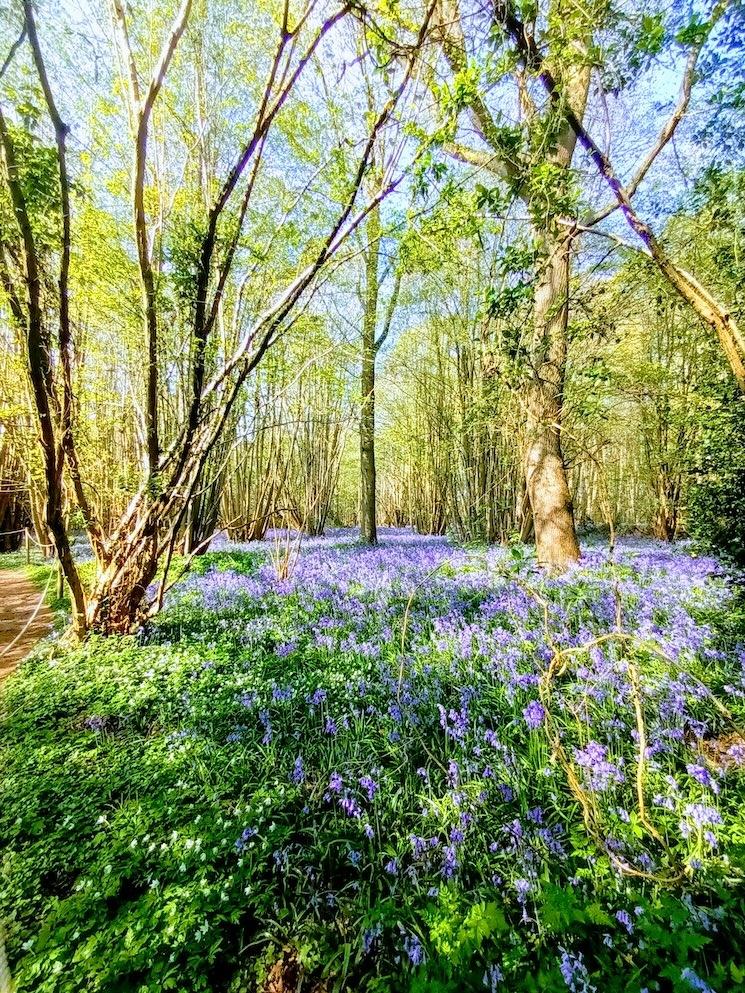 Heartwood Forest près de St Albans (Crédit : Aline Bavister)