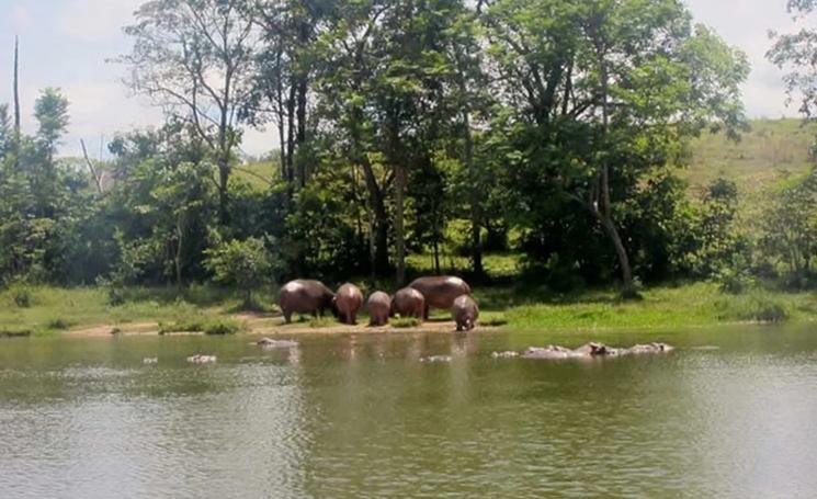 L'arrivée des hippopotames à Medellin