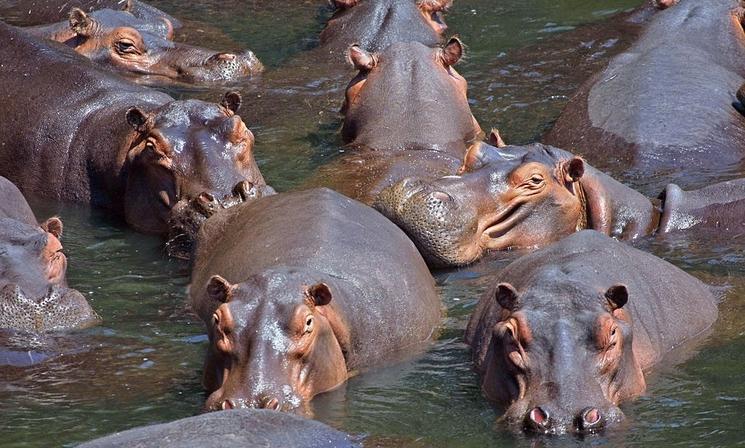 Hippopotames dans le fleuve Magdalena