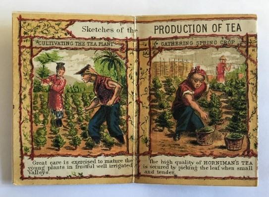 Texte de présentation sur la récolte du thé anglais. Archive Michael Horniman