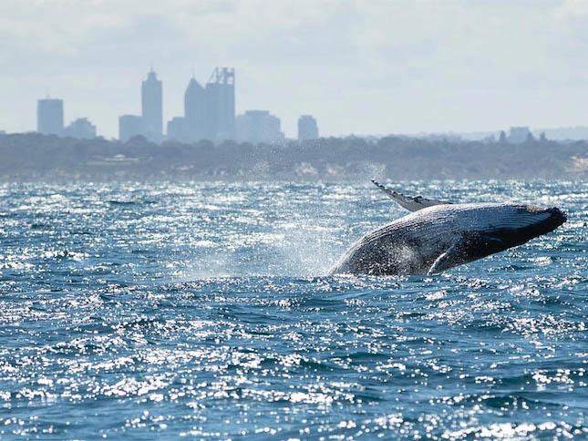 Baleines à Perth