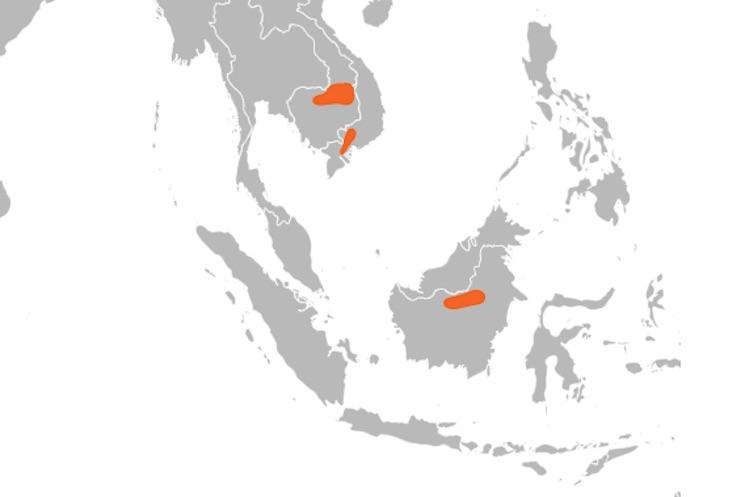six ibis