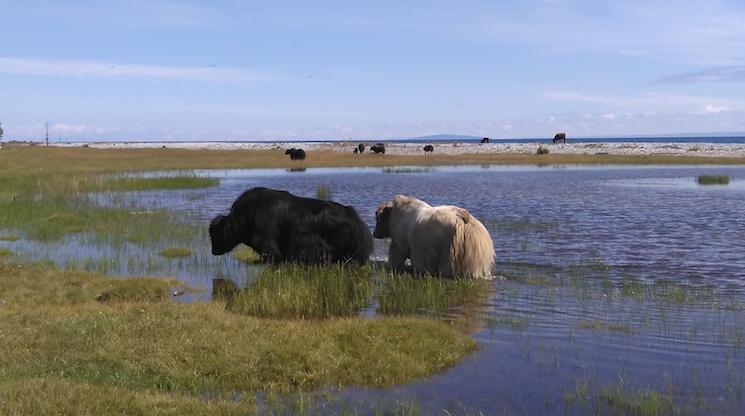 Yaks lac Khovsgol Mongolie