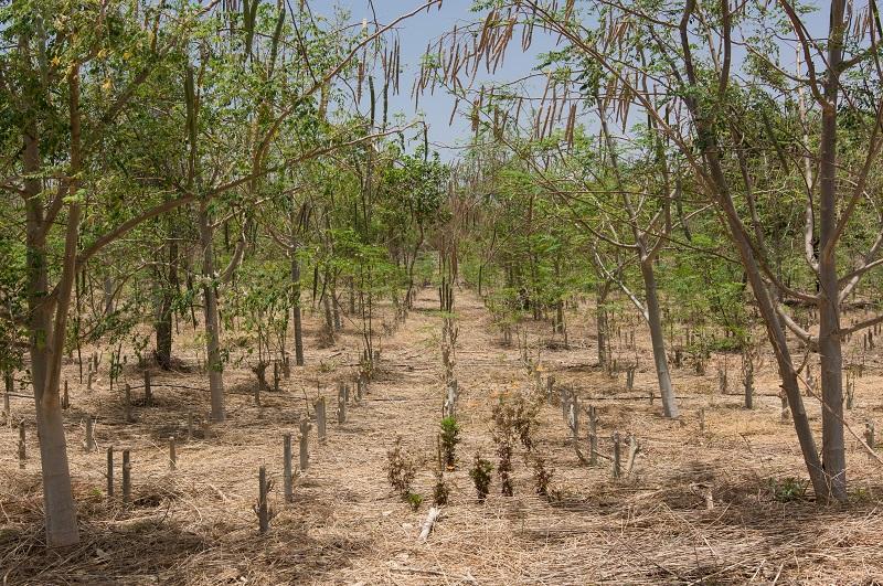 ferme beer sheba agriculture senegal 