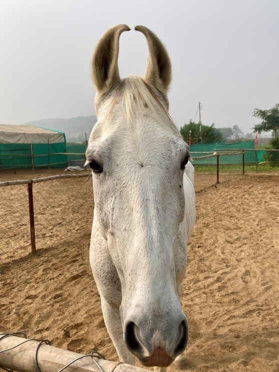 Un cheval Marwari. Crédit photo : Véronique Vauterin