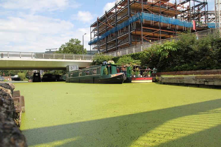 Regent's Canal recouvert de lentilles d'eau