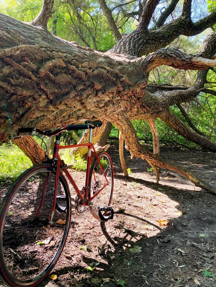 Vélo contre un arbre