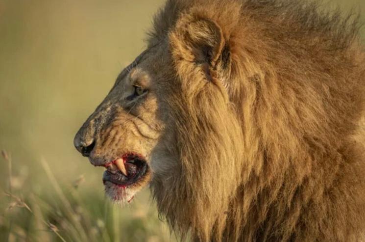 Lion montre les crocs