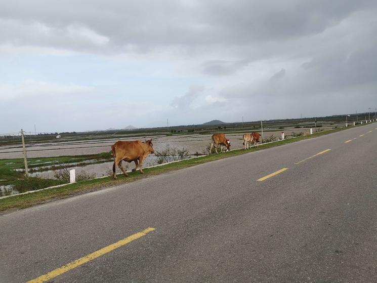 paysage montrant les campagnes vietnamiennes