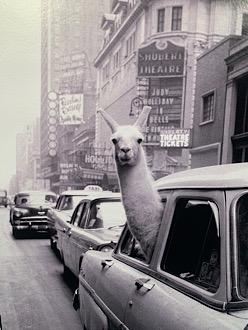 Magnum Hojas de Contacto CC La Malagueta