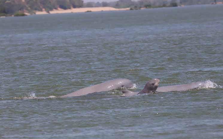 Naissance d’un dauphin de l'Irrawaddy à Kratie