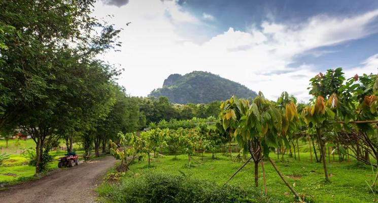 Plantation de cacao Skugga
