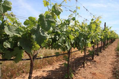 Vignes en Alentejo