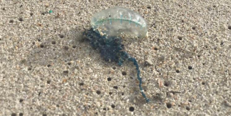 Méduse sur le sable