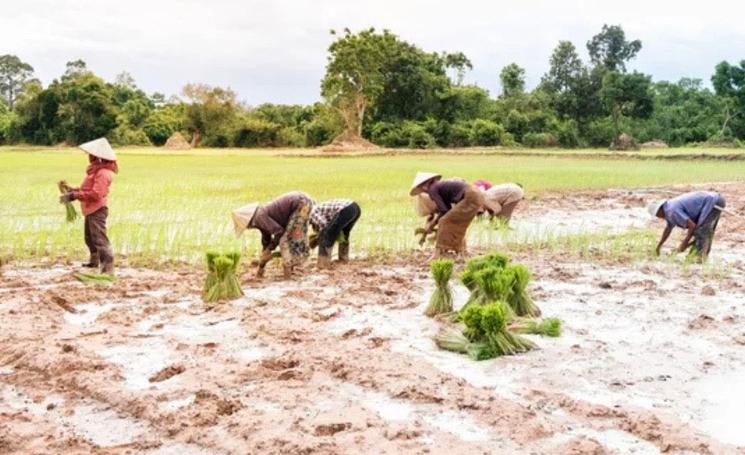 Travailleurs cambodgiens aux champs