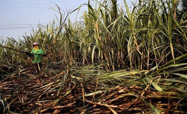 Ramassage de canne à sucre