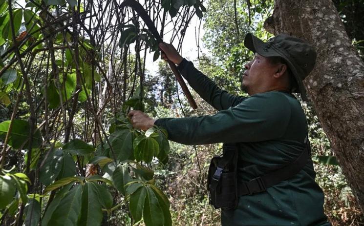 Hmong élague à la machette 