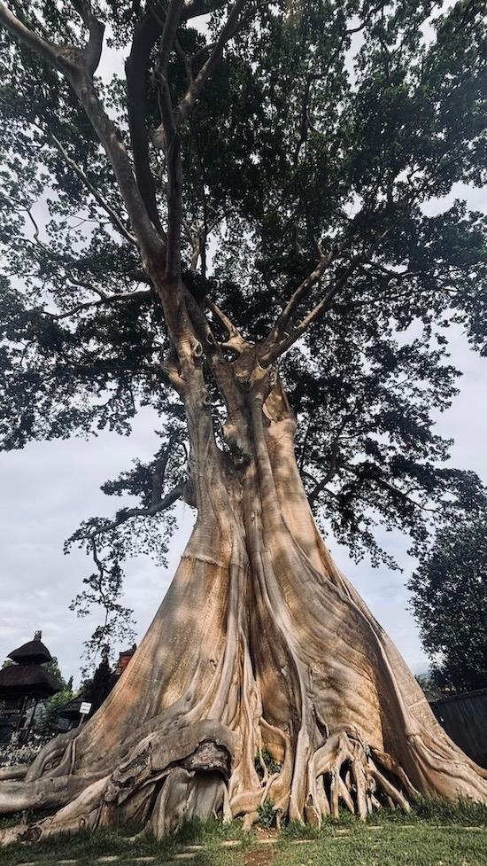 un grand arbre pris en photo d'en bas