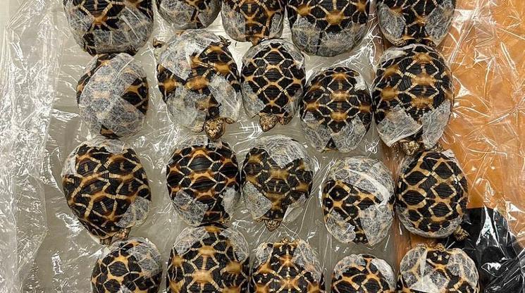 Tortues de contrebande 