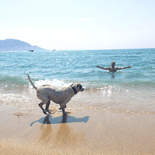 https://www.turismocanino.es/playas-caninas-en-espana/#Playas_Caninas_en_Almeria