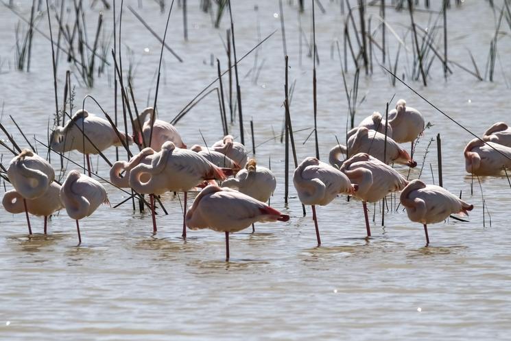 Chaque année, les marais de Doñana accueillent des milliers de flamants roses, faisant du parc un refuge privilégié pour les oiseaux migrateurs. CC / BarbeeAnne — Libre de droits