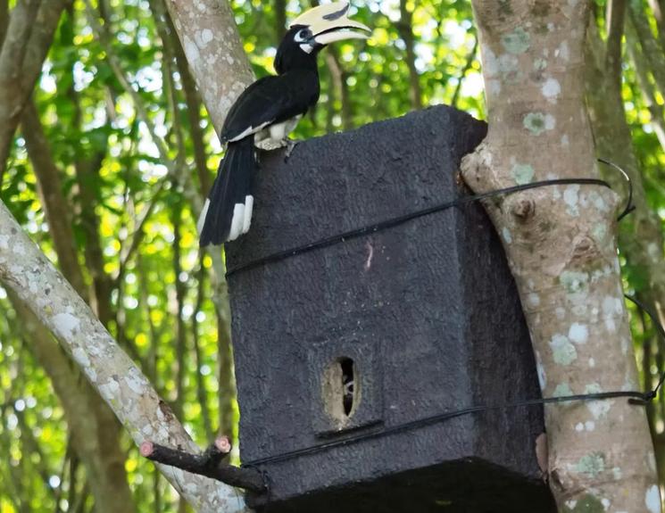 Nid oiseau plastique 