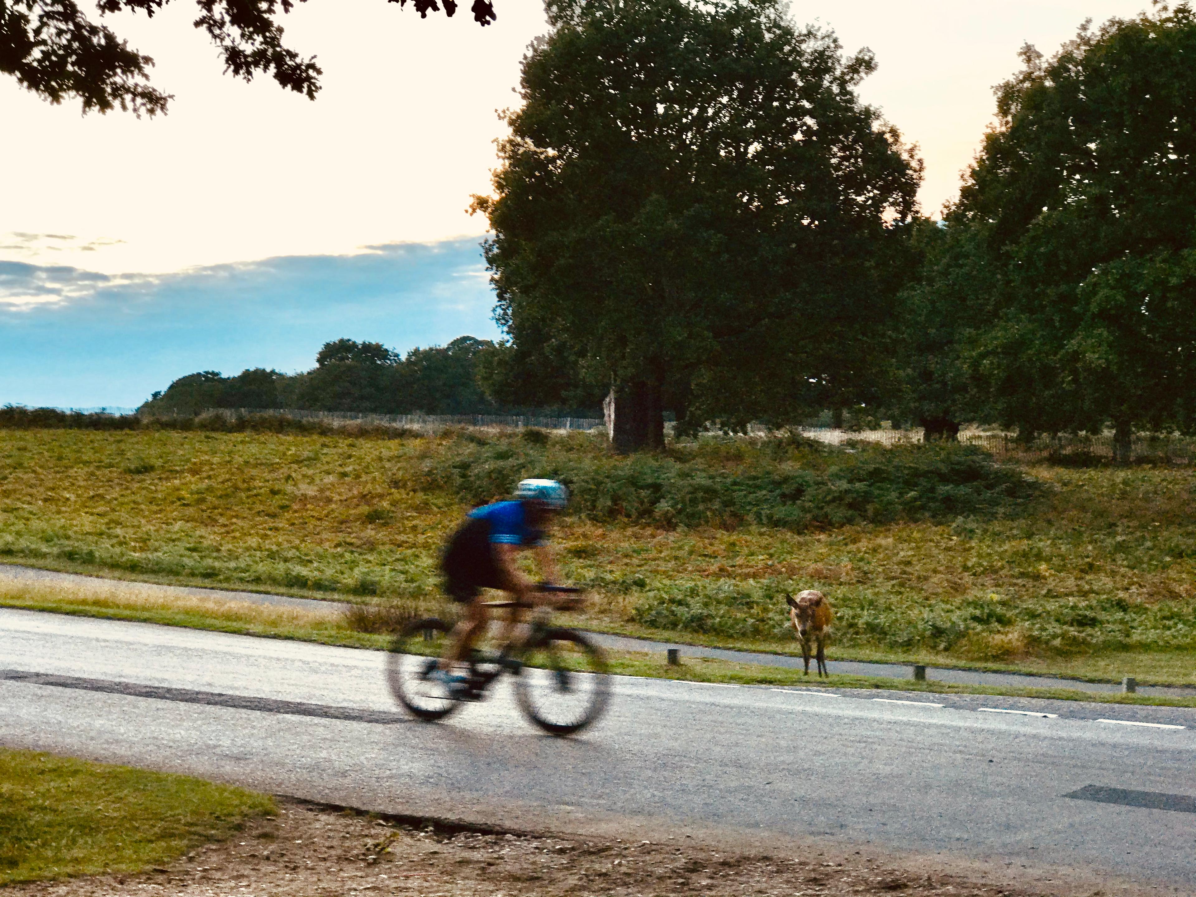 richmond park velos cerfs