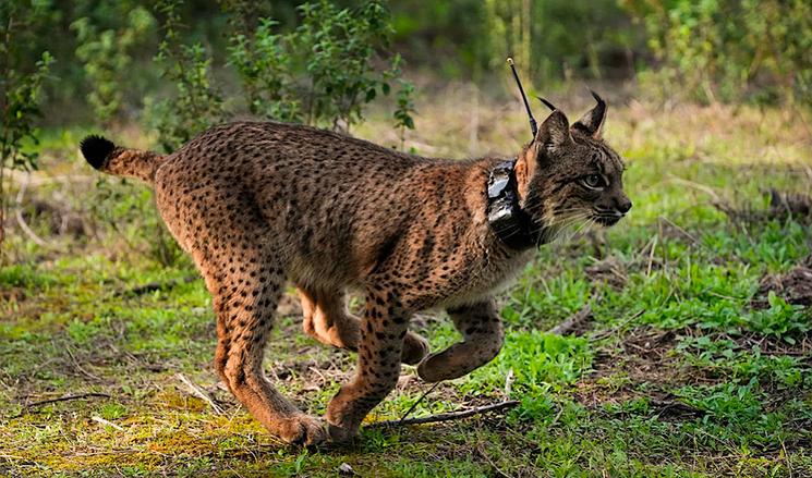lince ibérico