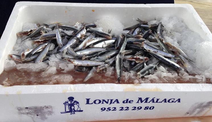 L'anchois typique de Málaga, reconnaissable grâce à ses reflets bleutés.(https://www.malaga.es/es/laprovincia/tradiciones/lis_cd-2546/dia-del-boqueron-victoriano-rincon-de-la-victoria-septiembre-fiesta-singular)