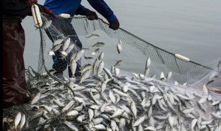 Poissons dans filet 