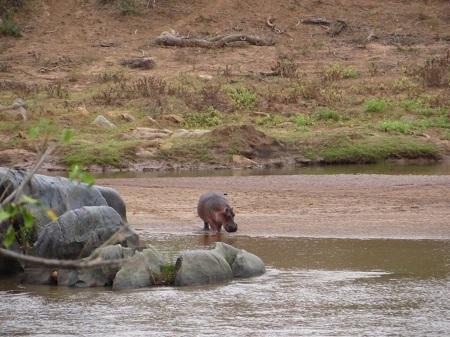 kruger, trail, karen-levy, animaux, safaris, tourisme, voyage, randonnée