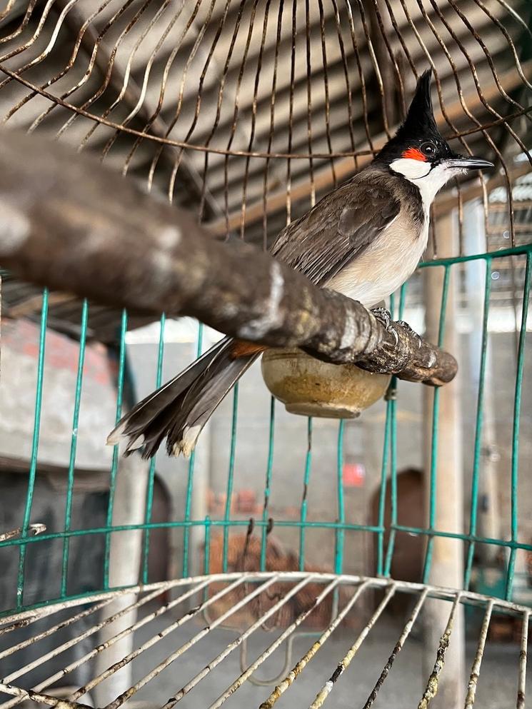 les cages à oiseaux partout au Vietnam dans les rues 