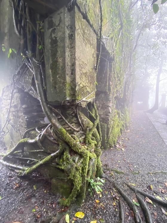 les racines étranglent les murs des villas de Ba Vi 
