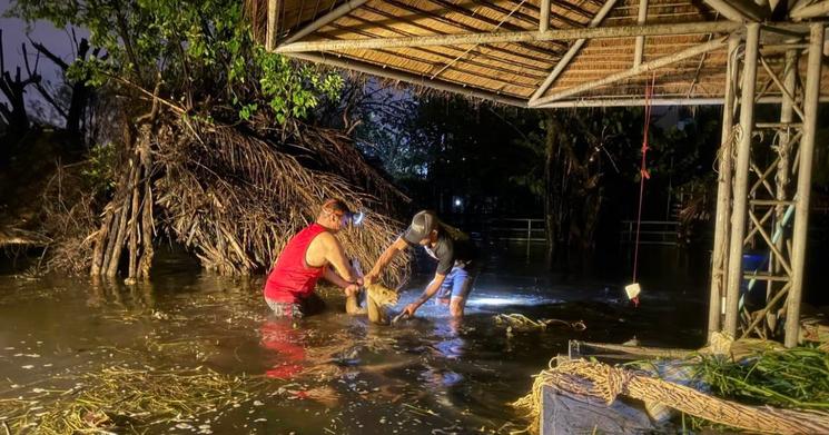 Sauvetage de cerfs inondés en Thaïlande 
