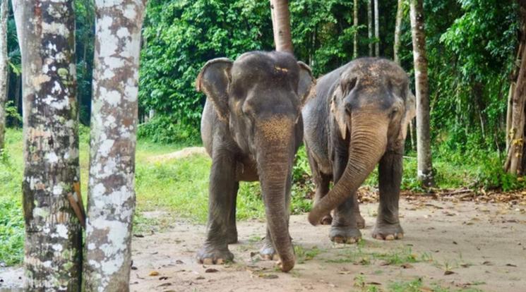 2 éléphants 