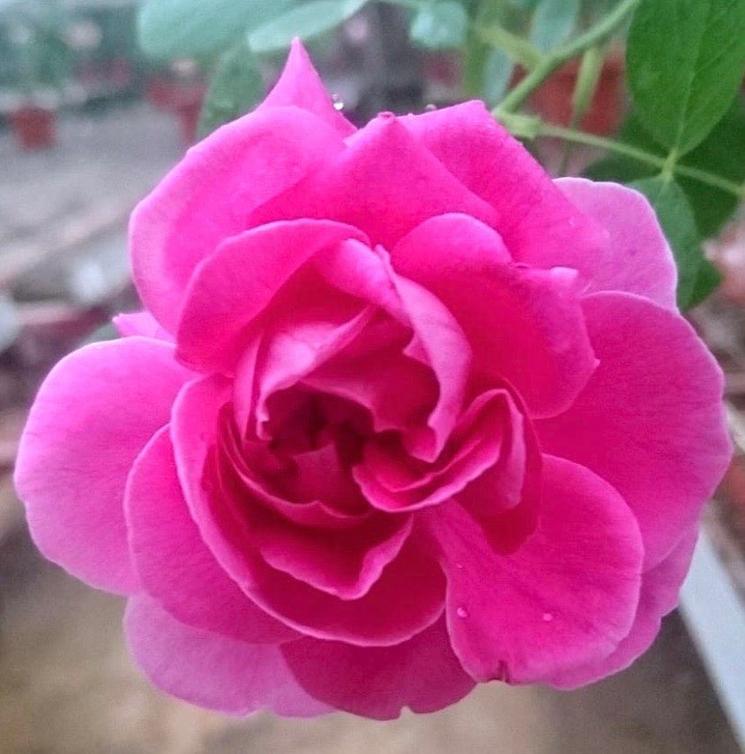 Rose Chulalongkorn 