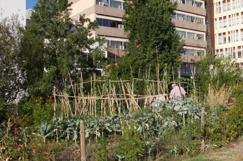 Hortas, jardin potager