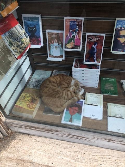 chats istanbul rue