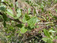 Salix hastata subsp. sierrae-nevadae