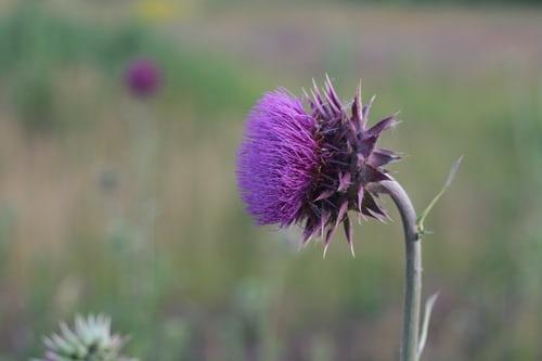 Le chardon emblème de l'Ecosse