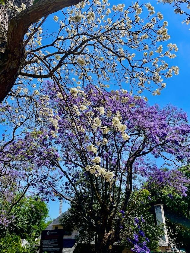 Jacarandas blancs