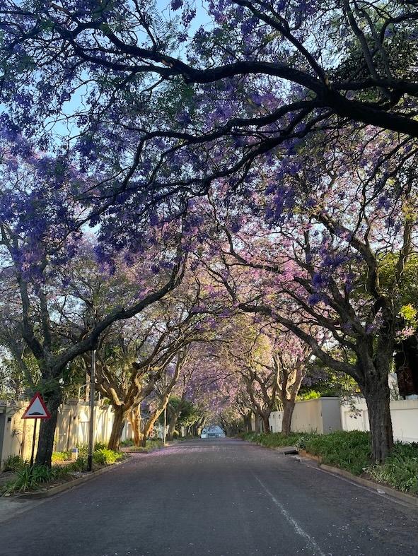Jacaranda à Johannesburg